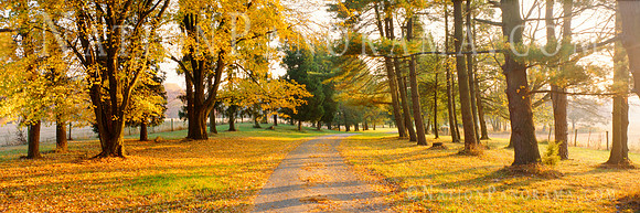 Scenec Driveway at Fall.