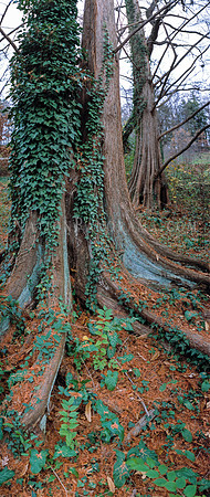 Tree Trunk with ivy