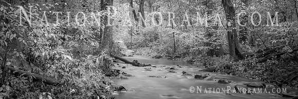 Creek in Forest, Virginia
