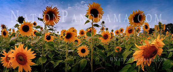 Sunflowers