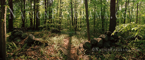 Path in a FOREST,