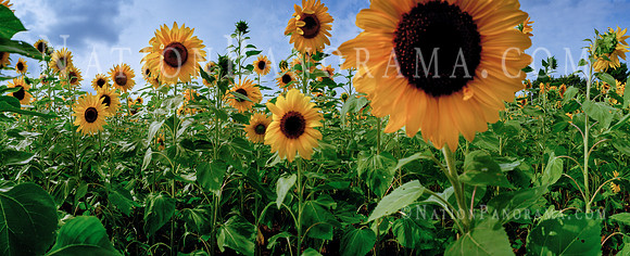 Sunflowers