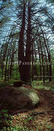 Pine Tree