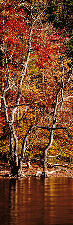 Tall Riparian Tree with Foliage