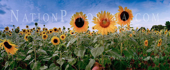 Sunflowers