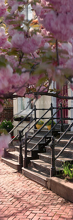 Cherry Blossoms, Alexandria Old Town