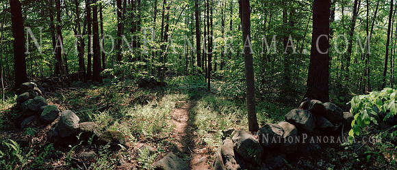 Path in a FOREST,