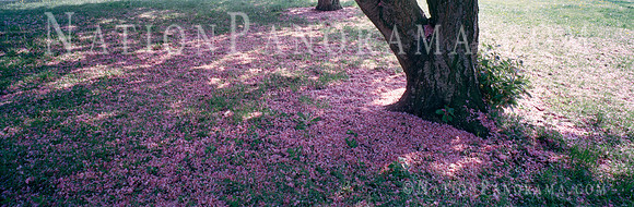 Cherry Blossoms