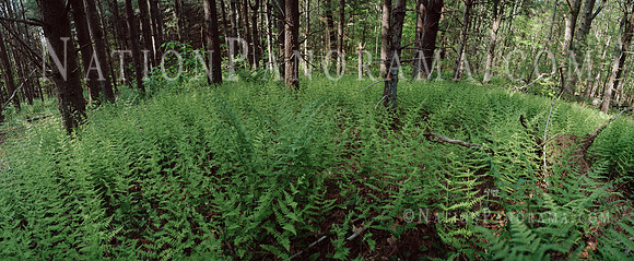 PINE FOREST WITH FERNS