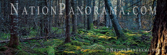 Trunks of Pine trees covered by lush green moss .