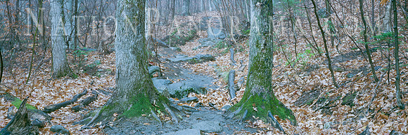 Hiking Path  through White Mountains National Forest