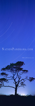 Star Trail over tree
