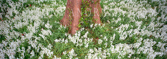 White Wild Flowers Around Tree Trunk