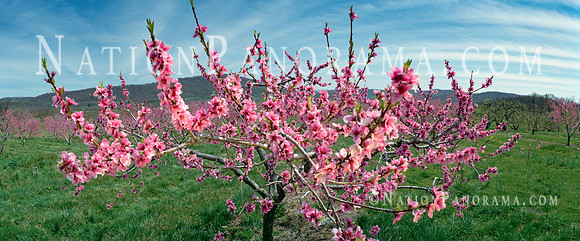 Peach Orchard