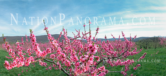 Peach Orchard