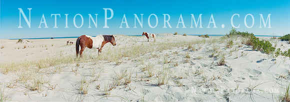 Horse Grazing  at Assateague Island