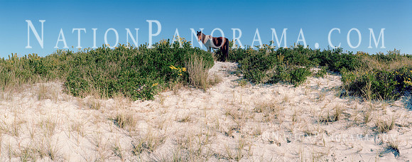 Horse  at Assateague Island