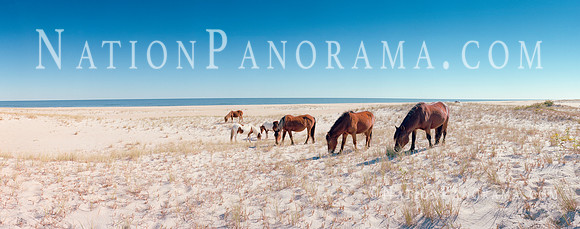 Horses at beach. Assateague Island