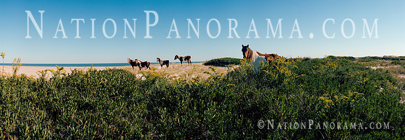 Horses  at Beach, Assateague Island