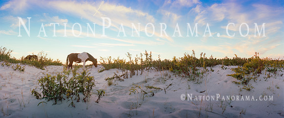 Horse Grazing  at Assateague Island