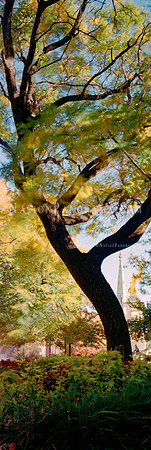 Tall Tree with Autumn Foliage