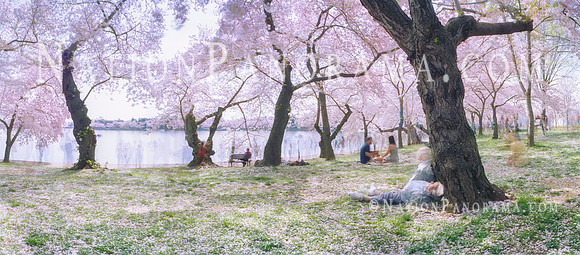 DC Cherry Blossoms. Tidal Basin.