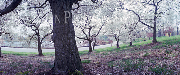Cherry Blossoms at Druid Hill Park, Baltimore