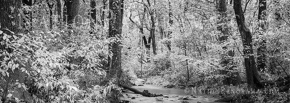 Creek in Forest, Virginia