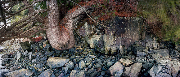 Pine Tree Growing on Rocks