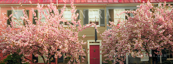 Cherry Blossoms  at Old Town Alexandria