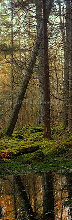 Fallen Pine Tree