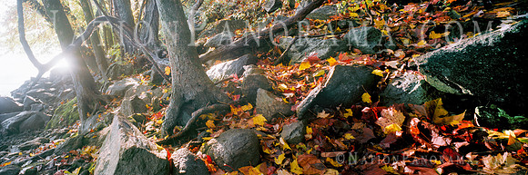 Fallen Autumn Leaves by river