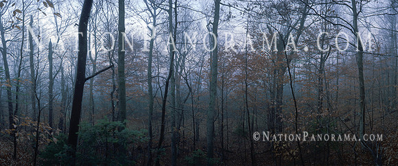 Fog at White Mountains National Forest