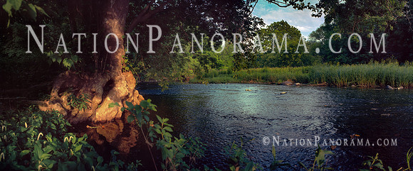 Old Riparian Tree