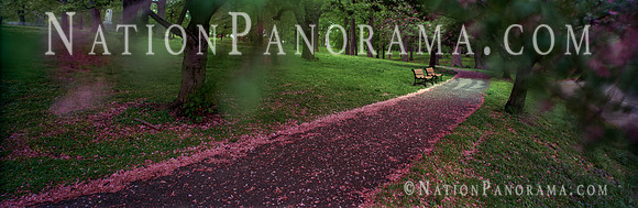 Park Alley with fallen cherry blossoms