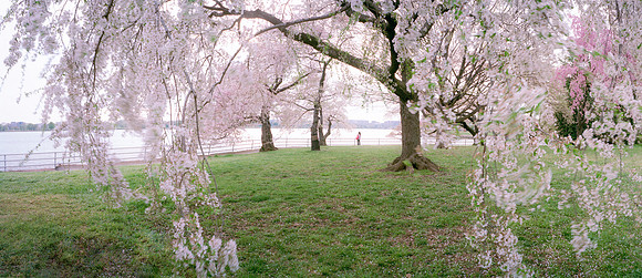 Cherry Blossom Trees. DC