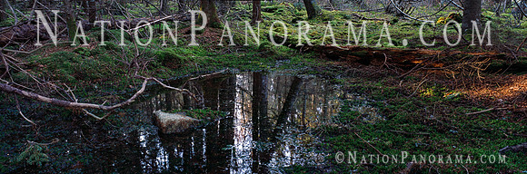 Reflection  of Pine trees in water and  lush green moss .