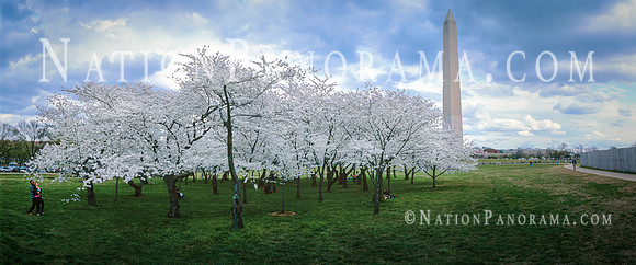 Cherry Blossom Trees by Washington Monument