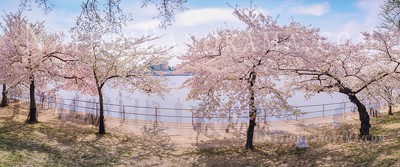 DC Cherry Blossoms with view of Jefferson Memorial. Tidal Basin.