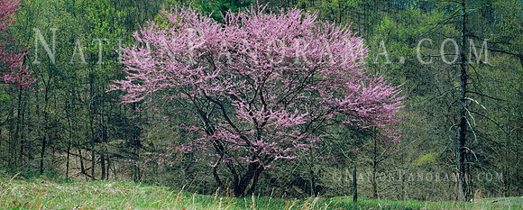 Blossoming Pink Tree, WV