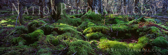 Trunks of Pine trees covered by lush green moss .