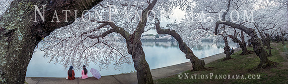 DC Cherry Blossoms, Tidal Basin.