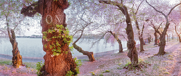 DC Cherry Blossoms at Sunset with view of Tidal Basin.
