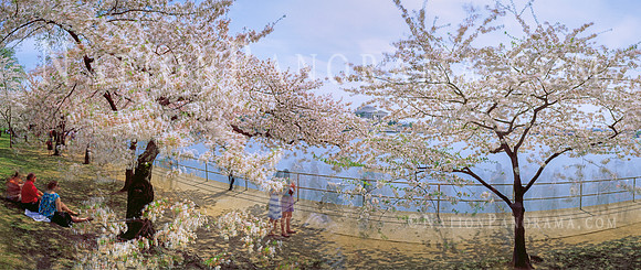 DC Cherry Blossoms with view of Jefferson Memorial. Tidal Basin.