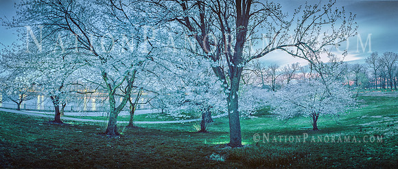 Cherry Blossom trees at Druid Hill Park, Baltimore