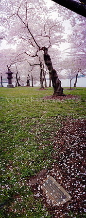 CHERRY TREE OF LINDA JOHNSON
