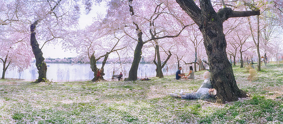 DC Cherry Blossoms. Tidal Basin.