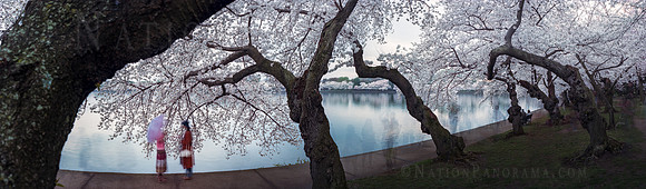 DC Cherry Blossoms, Tidal Basin.
