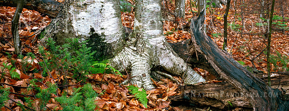 Aspen Tree Trunks