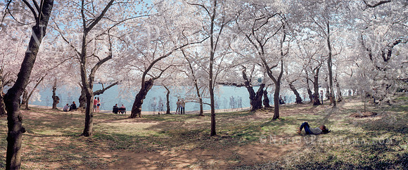 DC Cherry Blossoms. Tidal Basin.